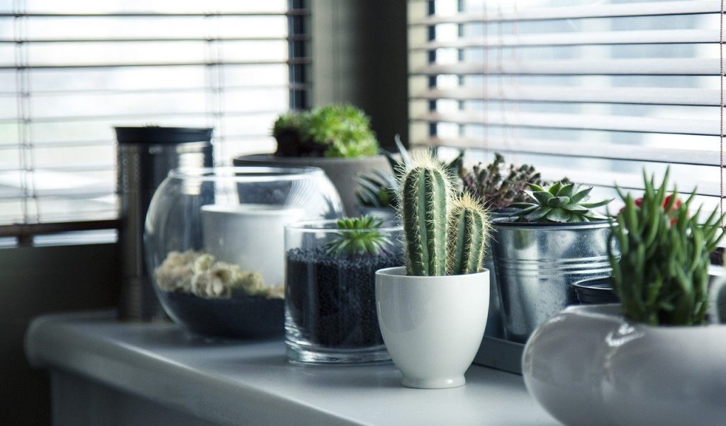 Balcão com vasos de plantas, há suculentas e cactus.